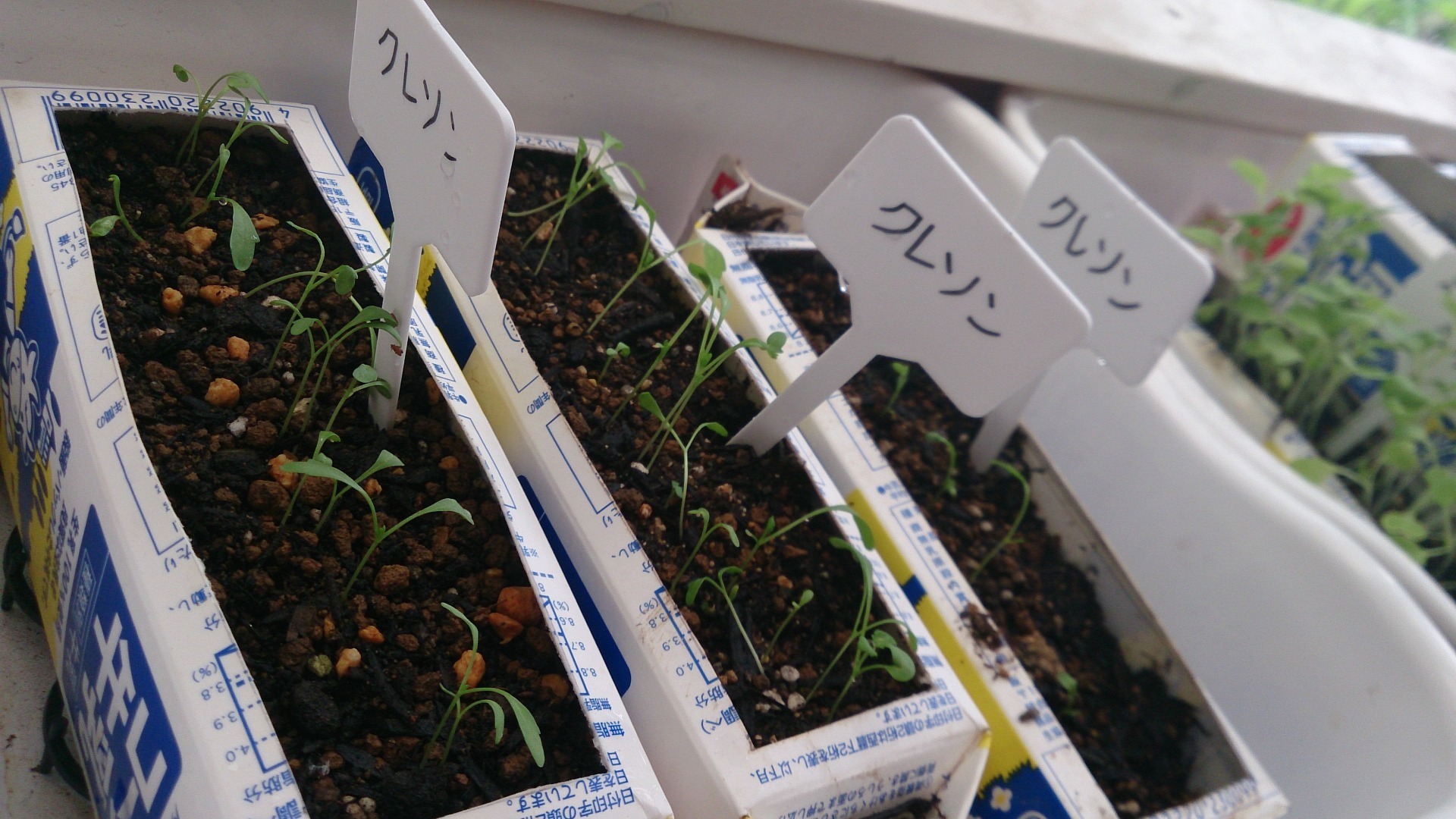 牛乳パックで野菜を ハーブと被災地をつなぐ会ブログ